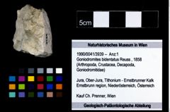 Foto (Objekt + Etikett) von Goniodromites bidentatus (Reuss, 1858)  (NHMW-GEO-1990-0041-3939)